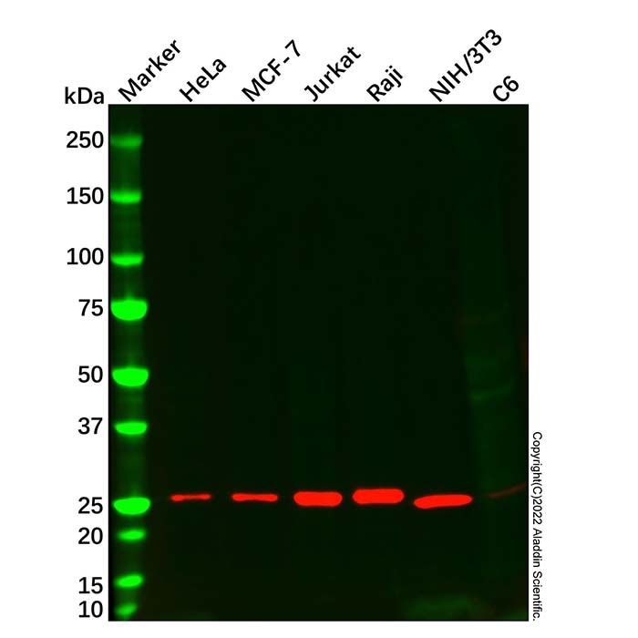 Bcl-2 Mouse mAb