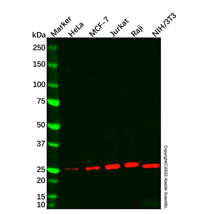 Bcl-2 Mouse mAb