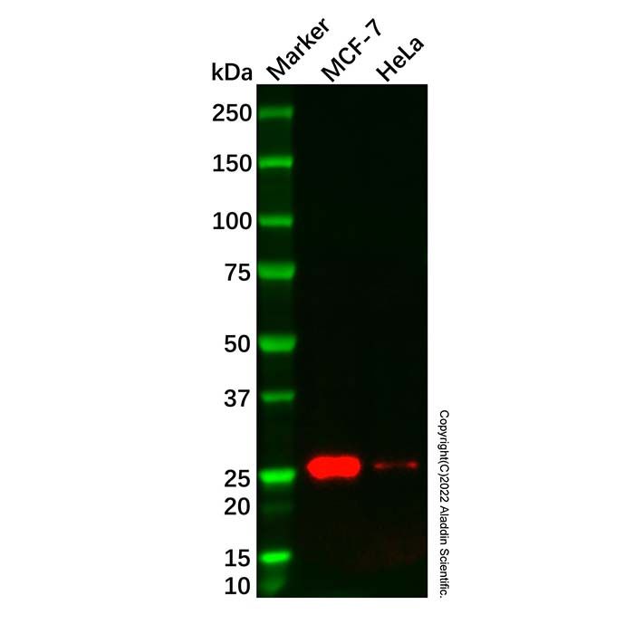 Bcl-2 Mouse mAb