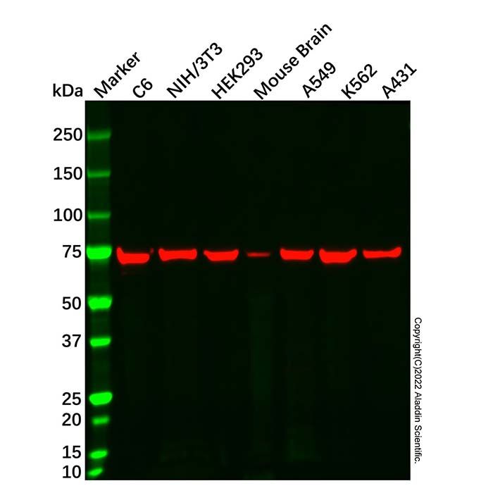 Grp75 Mouse mAb