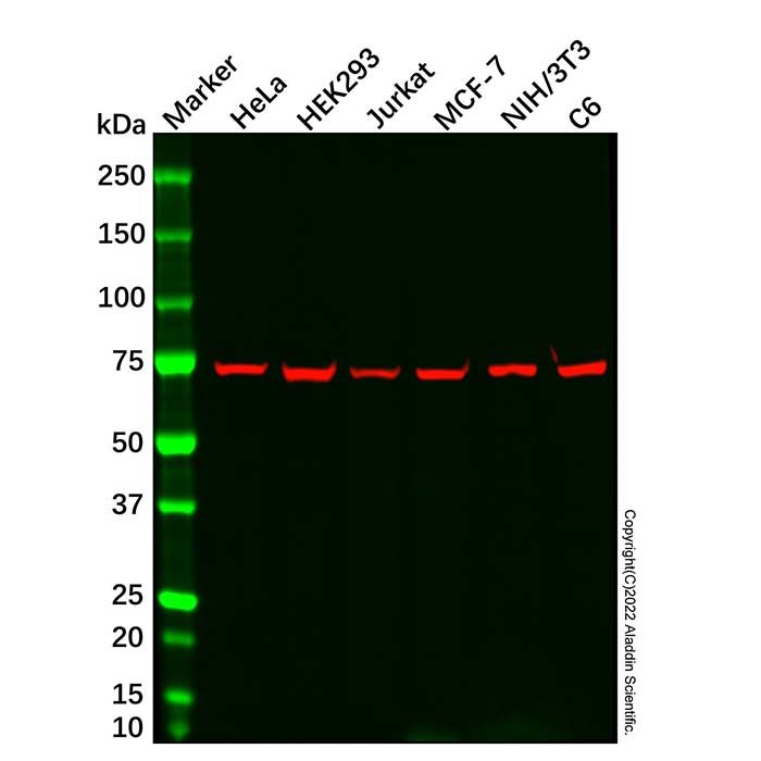 Grp75 Mouse mAb