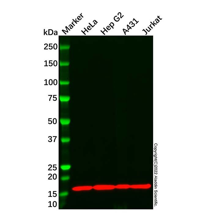 COX IV Mouse mAb