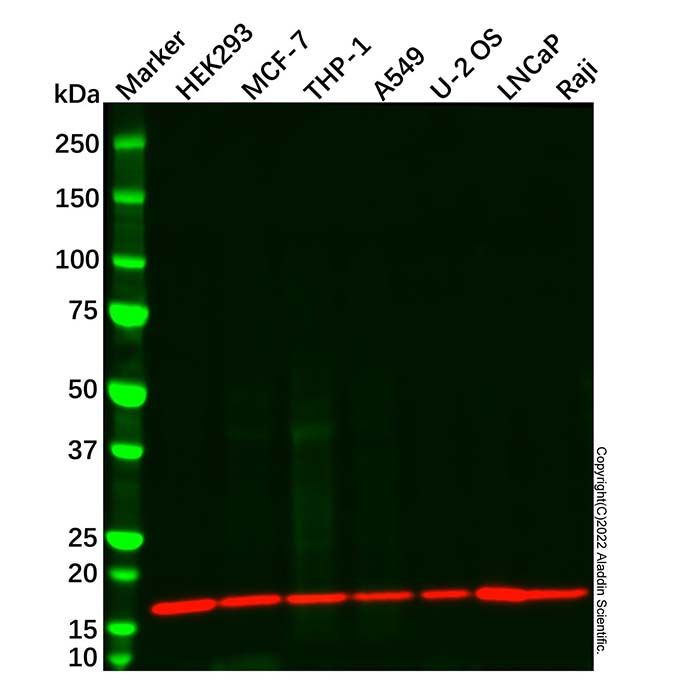 COX IV Mouse mAb