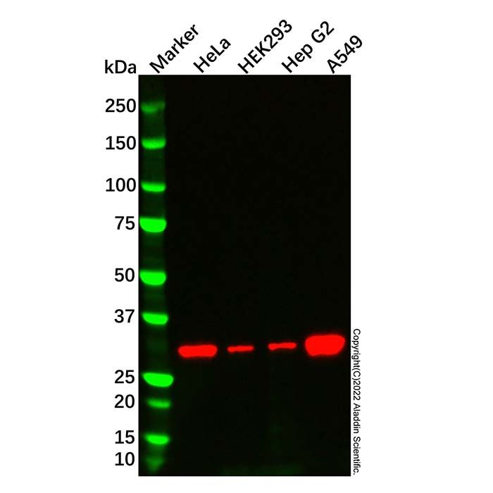 HO-1 Mouse mAb