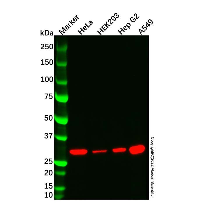 HO-1 Mouse mAb