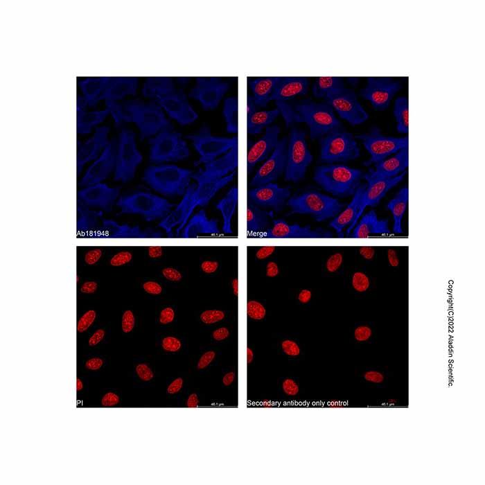 Goat Anti-Mouse IgG H&L (AF405)