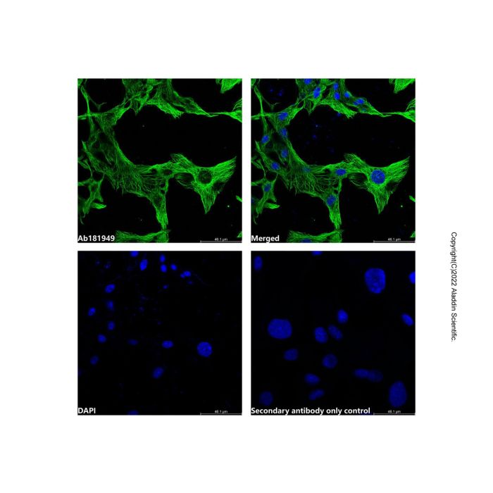 Goat Anti-Mouse IgG H&L (AF488)