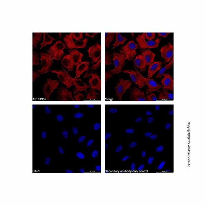 Goat Anti-Mouse IgG H&L (AF647)