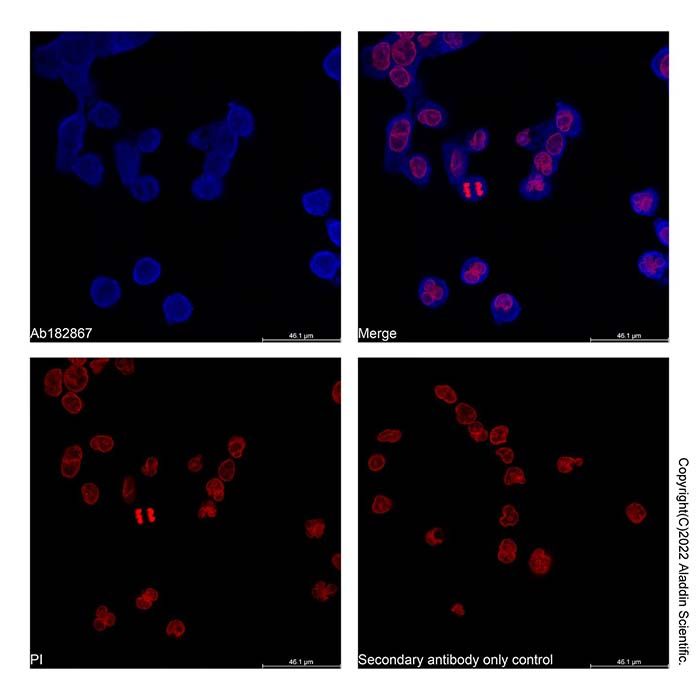Goat Anti-Human IgG (AF405)