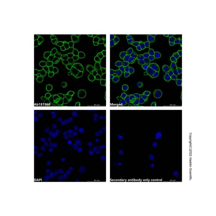 Goat Anti-Human IgG (AF488)