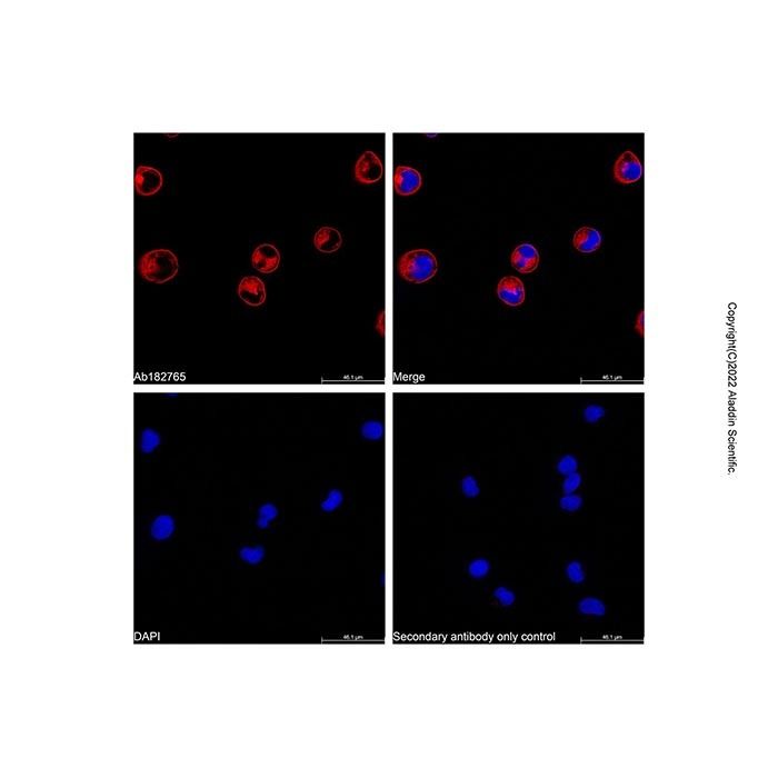 Goat Anti-Human IgG (AF555)