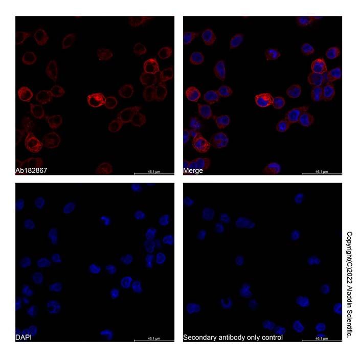 Goat Anti-Human IgG (AF647)