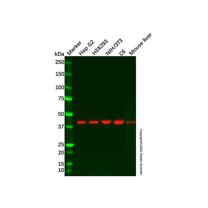 SGK2 Antibody