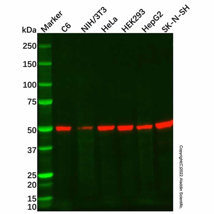 beta III Tubulin Mouse mAb