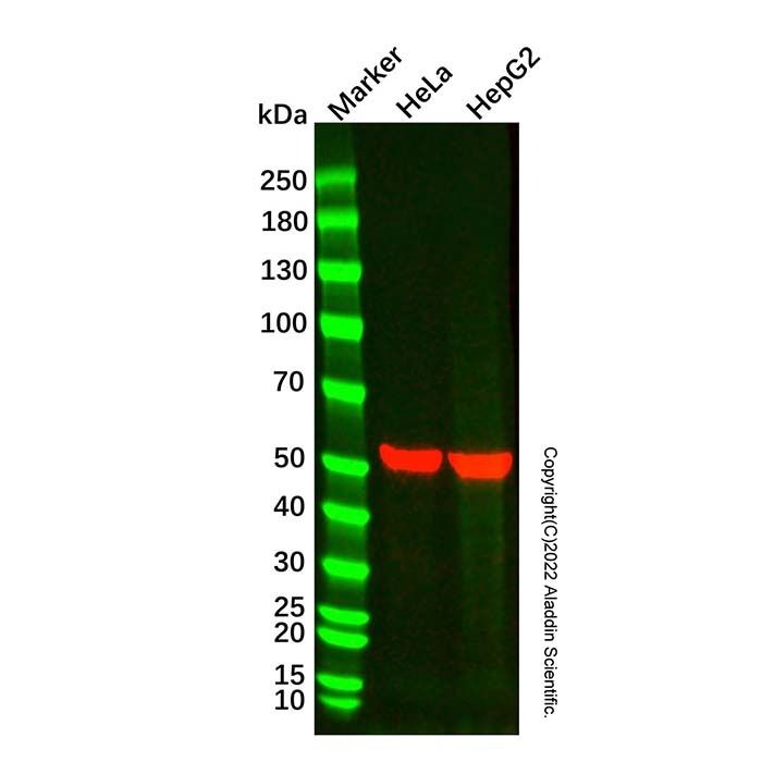 Caspase-9 Mouse mAb