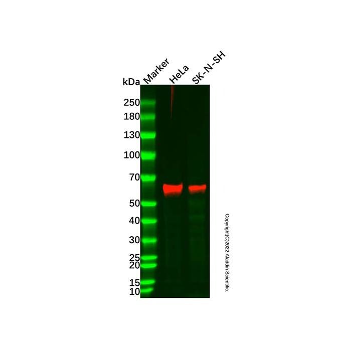 Cytokeratin 9 Mouse mAb
