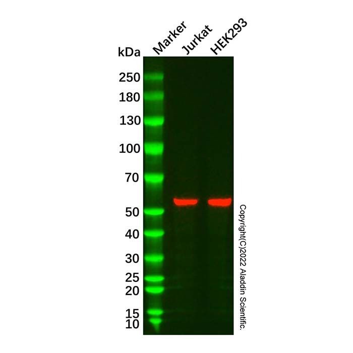 AKT2 Mouse mAb
