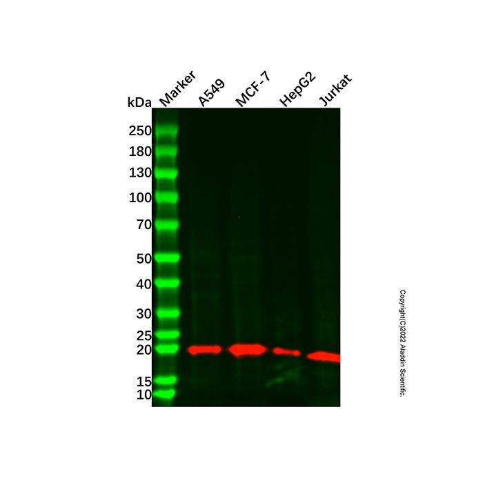 BID Mouse mAb
