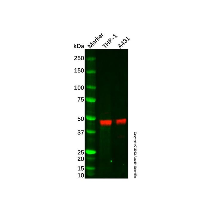 Caspase-1 Mouse mAb