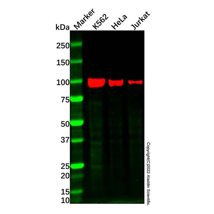 c-Kit Mouse mAb