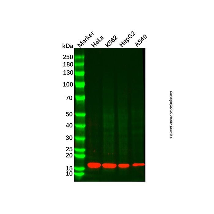 Cyclophilin A Mouse mAb
