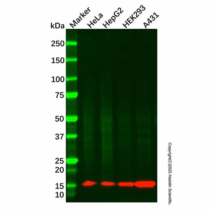 Profilin 1 Mouse mAb