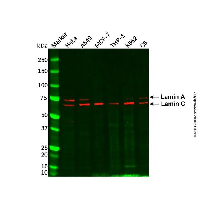 Lamin A/C Mouse mAb