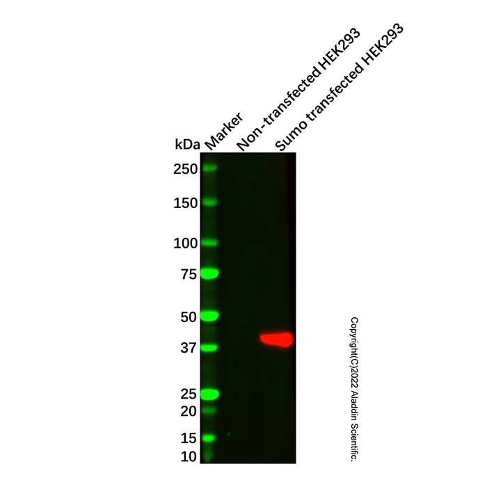 Sumo tag Mouse mAb