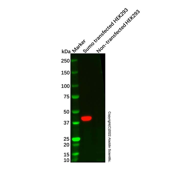 Sumo tag Mouse mAb