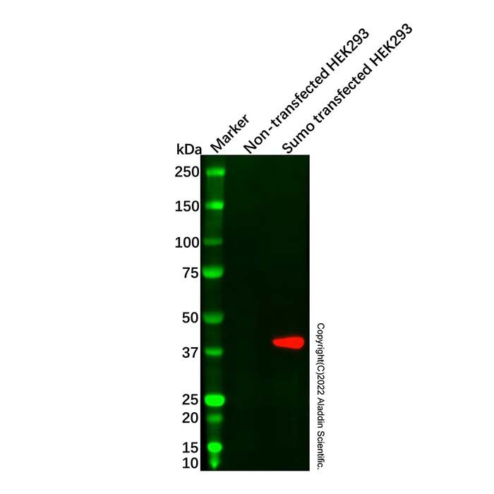 Sumo tag Mouse mAb