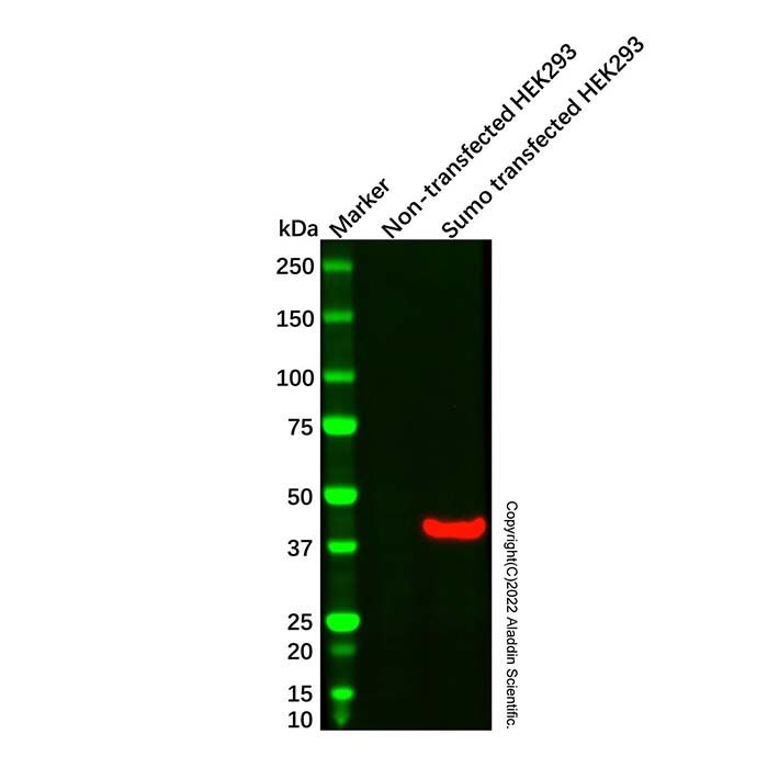 Sumo tag Mouse mAb