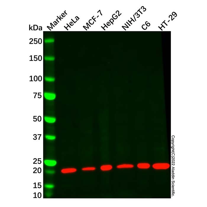 Cyclophilin B Mouse mAb