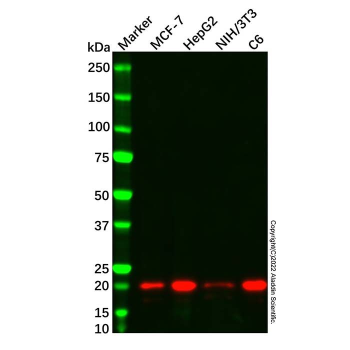 Cyclophilin B Mouse mAb