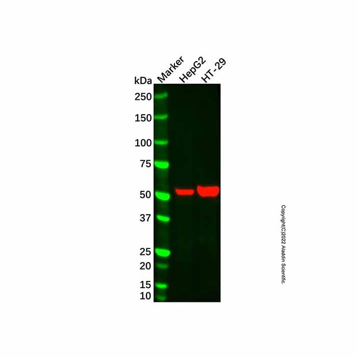 ALDH1A1 Mouse mAb
