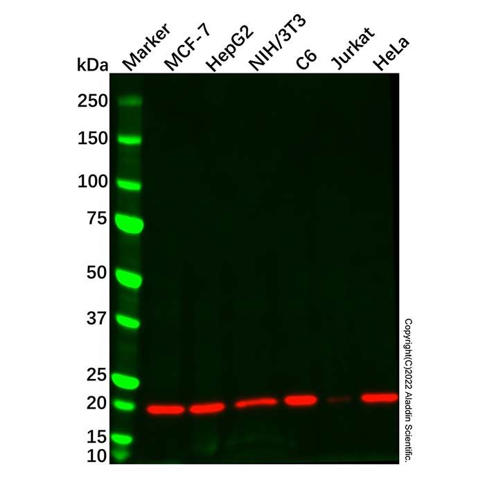 Cyclophilin B Mouse mAb