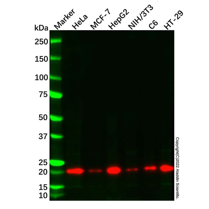 Cyclophilin B Mouse mAb
