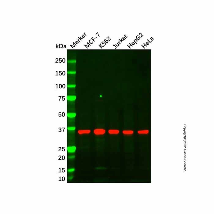 NDUFA9 Mouse mAb