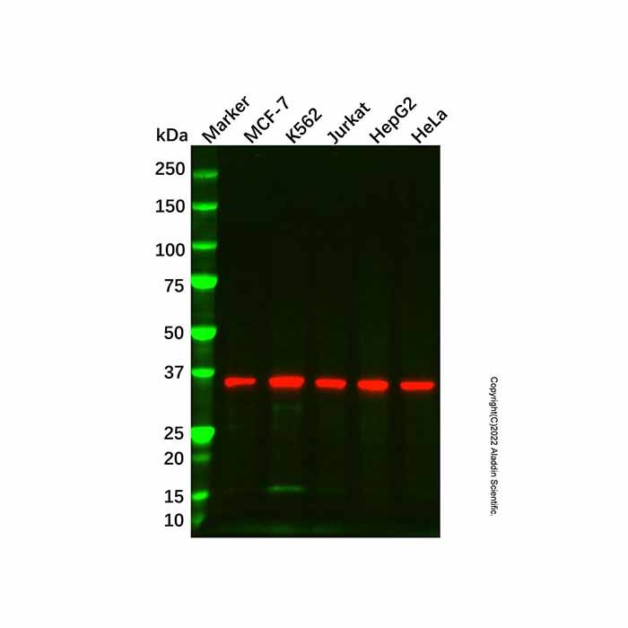 NDUFA9 Mouse mAb