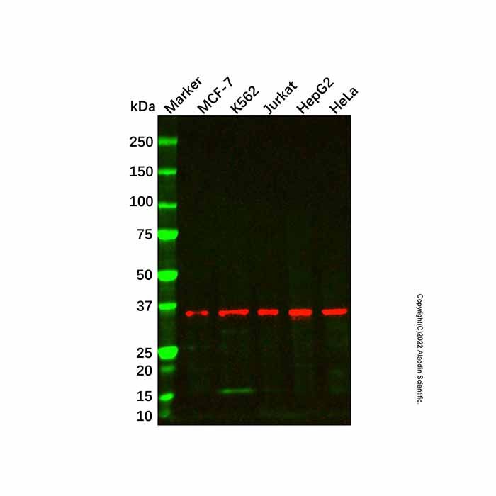 NDUFA9 Mouse mAb