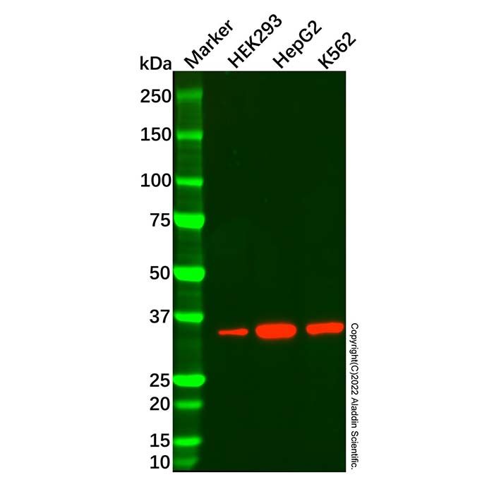 Nanog Mouse mAb