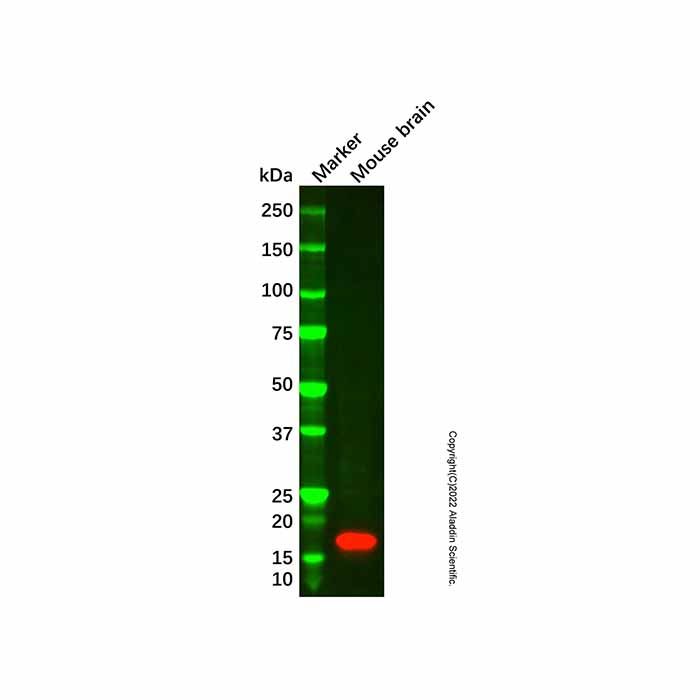 Alpha-synuclein Mouse mAb