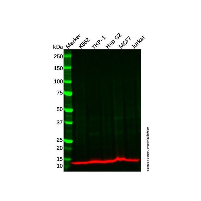 eIF1 Antibody