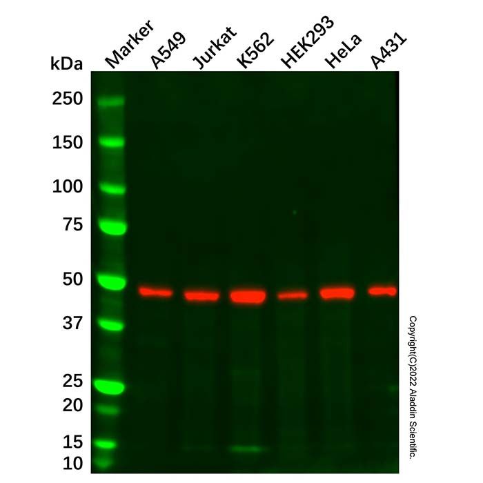 Smad3 Mouse mAb