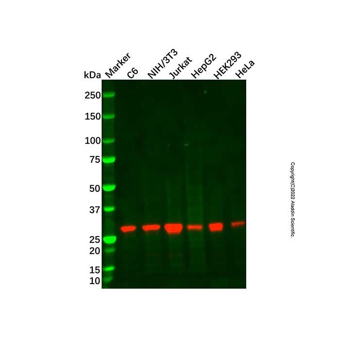 HMGB1 Mouse mAb