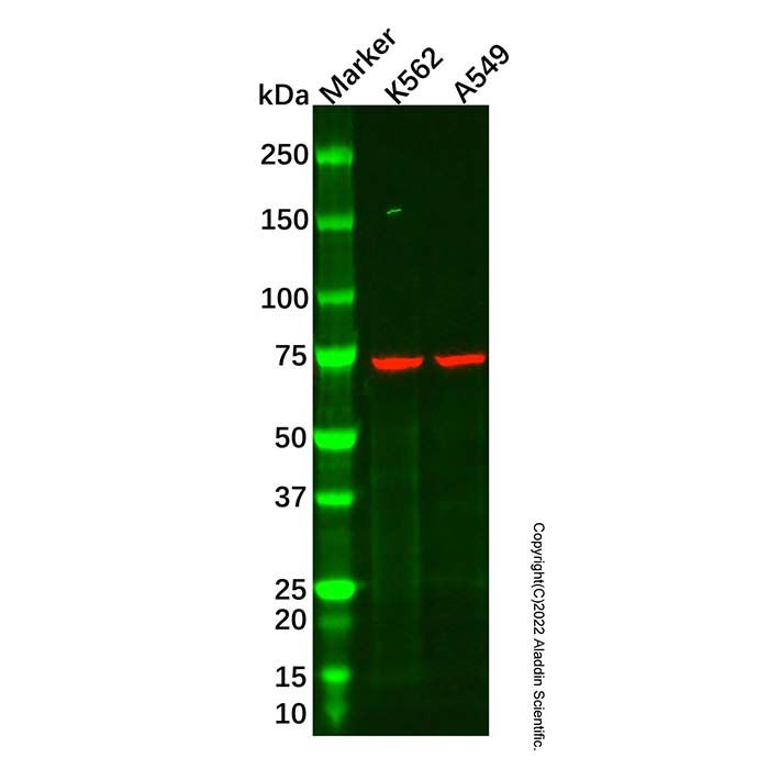 Hsp70 Mouse mAb