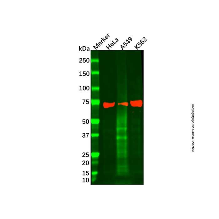 Hsp70 Mouse mAb