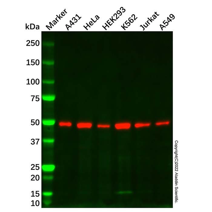 Smad3 Mouse mAb