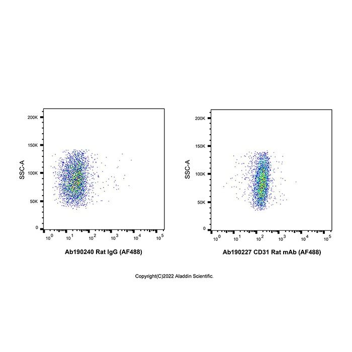 CD31 Rat mAb (AF488)