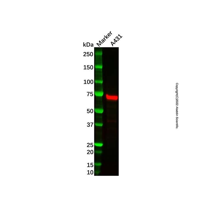 GBP6 Mouse mAb