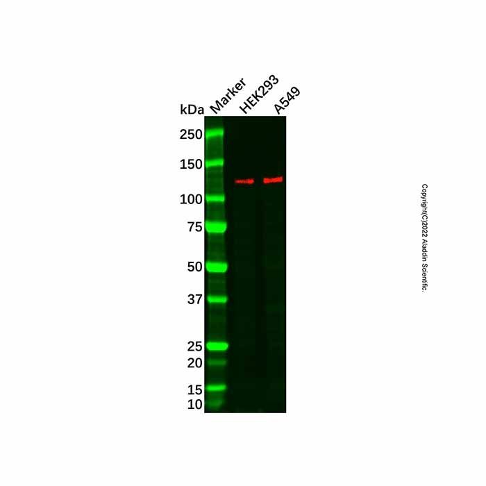 TUBGCP5 Antibody